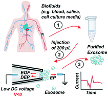 Graphical abstract: Rapid and label-free isolation of small extracellular vesicles from biofluids utilizing a novel insulator based dielectrophoretic device