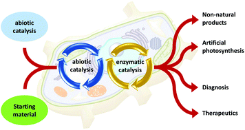 Graphical abstract: Integrating abiotic chemical catalysis and enzymatic catalysis in living cells