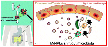 Graphical abstract: Perturbation of gut microbiota plays an important role in micro/nanoplastics-induced gut barrier dysfunction