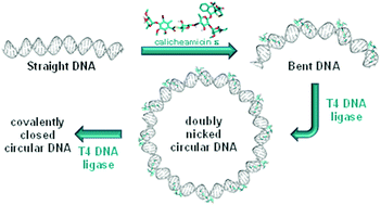 Graphical abstract: Structural and mechanistic insight into DNA bending by antitumour calicheamicins