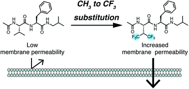 Graphical abstract: Methyl to trifluoromethyl substitution as a strategy to increase the membrane permeability of short peptides