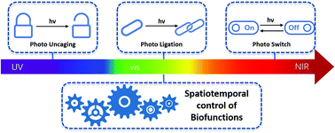 Graphical abstract: Molecular platforms based on biocompatible photoreactions for photomodulation of biological targets