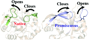 Graphical abstract: Simulations reveal the key role of Arg15 in the promiscuous activity in the HisA enzyme