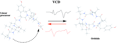Graphical abstract: Conformational preferences induced by cyclization in orbitides: a vibrational CD study