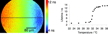 Graphical abstract: Quantitative mapping of aqueous microfluidic temperature with sub-degree resolution using fluorescence lifetime imaging microscopy