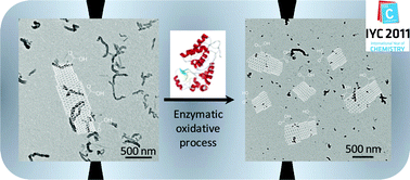 Graphical abstract: Making carbon nanotubes biocompatible and biodegradable