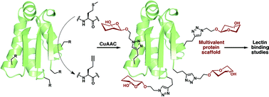 Graphical abstract: Site-selective modification of proteins for the synthesis of structurally defined multivalent scaffolds