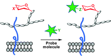 Graphical abstract: Chemical probing of glycans in cells and organisms