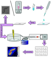 Graphical abstract: Elemental bioimaging of manganese uptake in C. elegans