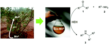 Graphical abstract: Phytoextracted mining wastes for ecocatalysis: Eco-Mn®, an efficient and eco-friendly plant-based catalyst for reductive amination of ketones
