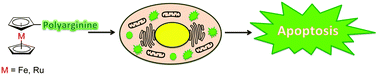 Graphical abstract: Vesicular disruption of lysosomal targeting organometallic polyarginine bioconjugates