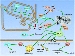 Graphical abstract: Drug-like chelating agents: a potential lead for Alzheimer's disease