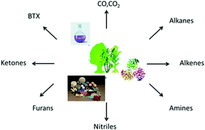 Graphical abstract: Deoxygenation of biobased molecules by decarboxylation and decarbonylation – a review on the role of heterogeneous, homogeneous and bio-catalysis