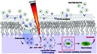 Graphical abstract: Target delivery of β-cyclodextrin/paclitaxel complexed fluorescent carbon nanoparticles: externally NIR light and internally pH sensitive-mediated release of paclitaxel with bio-imaging