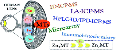 Graphical abstract: Quantitative distribution of Zn, Fe and Cu in the human lens and study of the Zn–metallothionein redox system in cultured lens epithelial cells by elemental MS