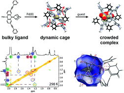 Graphical abstract: Internal dynamics and guest binding of a sterically overcrowded host
