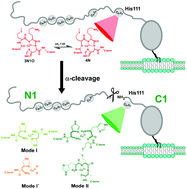 Graphical abstract: Neuroprotective alpha-cleavage of the human prion protein significantly impacts Cu(ii) coordination at its His111 site