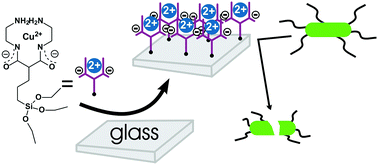 Graphical abstract: Grafted monolayers of the neutral Cu(ii) complex of a dioxo-2,3,2 ligand: surfaces with decreased antibacterial action