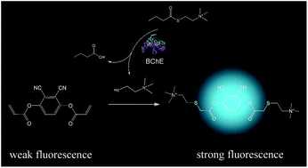 Graphical abstract: Thiol–ene click reaction-induced fluorescence enhancement by altering the radiative rate for assaying butyrylcholinesterase activity