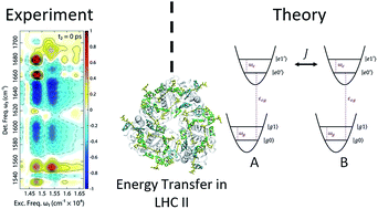 Graphical abstract: Two-dimensional electronic vibrational spectroscopy and ultrafast excitonic and vibronic photosynthetic energy transfer