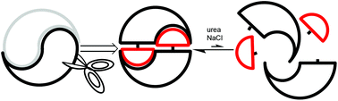 Graphical abstract: Using reversible non-covalent and covalent bonds to create assemblies and equilibrating molecular networks that survive 5 molar urea