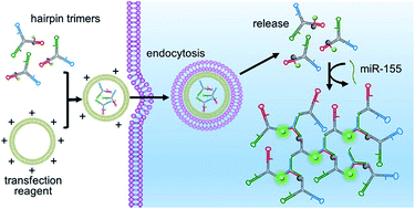 Graphical abstract: An enzyme-free molecular catalytic device: dynamically self-assembled DNA dendrimers for in situ imaging of microRNAs in live cells