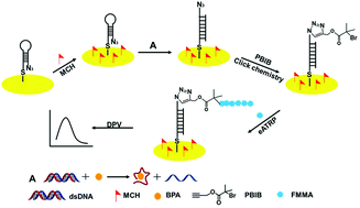 Graphical abstract: An electrochemical aptasensor based on eATRP amplification for the detection of bisphenol A