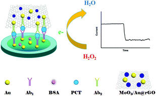 Graphical abstract: Quantitative detection of procalcitonin using an electrochemical immunosensor based on MoO3/Au@rGO nanocomposites