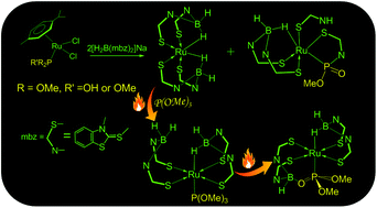Graphical abstract: Mercapto-benzothiazolyl based ruthenium(ii) borate complexes: synthesis and reactivity towards various phosphines