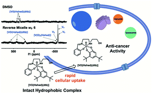 Graphical abstract: Hydrophobicity may enhance membrane affinity and anti-cancer effects of Schiff base vanadium(v) catecholate complexes