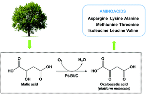 Graphical abstract: Catalytic oxidative dehydrogenation of malic acid to oxaloacetic acid