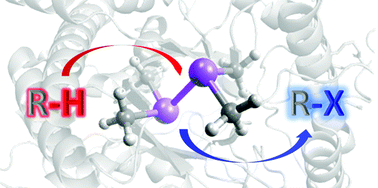 Graphical abstract: Combining enzymes and organometallic complexes: novel artificial metalloenzymes and hybrid systems for C–H activation chemistry