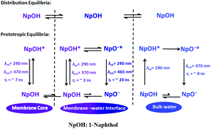 Graphical abstract: Excited state proton transfer based fluorescent molecular probes and their application in studying lipid bilayer membranes