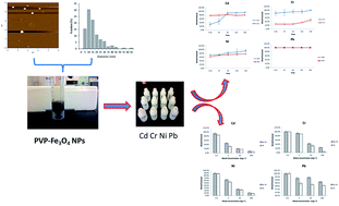 Graphical abstract: Metal (Cd, Cr, Ni, Pb) removal from environmentally relevant waters using polyvinylpyrrolidone-coated magnetite nanoparticles