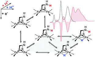 Graphical abstract: Metal vs. ligand protonation and the alleged proton-shuttling role of the azadithiolate ligand in catalytic H2 formation with FeFe hydrogenase model complexes