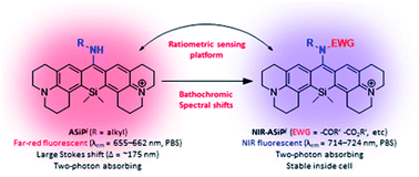 Graphical abstract: Far-red/near-infrared emitting, two-photon absorbing, and bio-stable amino-Si-pyronin dyes