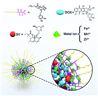 Graphical abstract: Polyphenol-based nanoplatform for MRI/PET dual-modality imaging guided effective combination chemotherapy