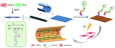 Graphical abstract: A micropatterned conductive electrospun nanofiber mesh combined with electrical stimulation for synergistically enhancing differentiation of rat neural stem cells