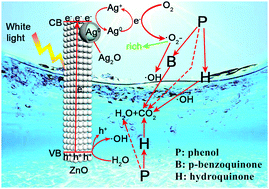 Graphical abstract: The photocatalytic phenol degradation mechanism of Ag-modified ZnO nanorods