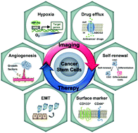 Graphical abstract: Cancer stem cell-targeted bio-imaging and chemotherapeutic perspective