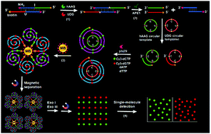 Graphical abstract: Nucleic acid amplification-integrated single-molecule fluorescence imaging for in vitro and in vivo biosensing