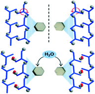 Graphical abstract: Pair of chiral molecular ladders and successive hydration in single-crystal-to-single-crystal mode