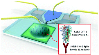 Graphical abstract: An immunosensor based on a high performance dual-gate oxide semiconductor thin-film transistor for rapid detection of SARS-CoV-2