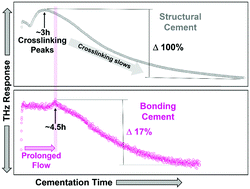 Graphical abstract: Resolving nanoscopic structuring and interfacial THz dynamics in setting cements