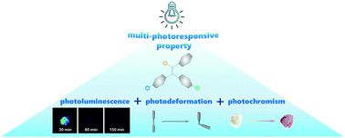 Graphical abstract: Multi-photoresponsive triphenylethylene derivatives with photochromism, photodeformation and room temperature phosphorescence