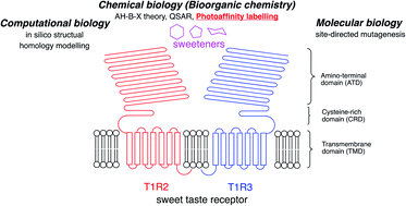 Graphical abstract: Recent progress in the use of diaziridine-based sweetener derivatives to elucidate the chemoreception mechanism of the sweet taste receptor