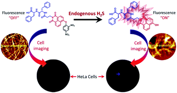 Graphical abstract: A naphthalimide-based peptide conjugate for concurrent imaging and apoptosis induction in cancer cells by utilizing endogenous hydrogen sulfide
