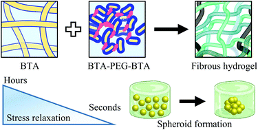 Graphical abstract: Modular mixing of benzene-1,3,5-tricarboxamide supramolecular hydrogelators allows tunable biomimetic hydrogels for control of cell aggregation in 3D