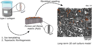 Graphical abstract: Porous yet dense matrices: using ice to shape collagen 3D cell culture systems with increased physiological relevance