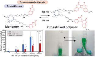 Graphical abstract: Debonding-on-demand adhesives based on photo-reversible cycloaddition reactions